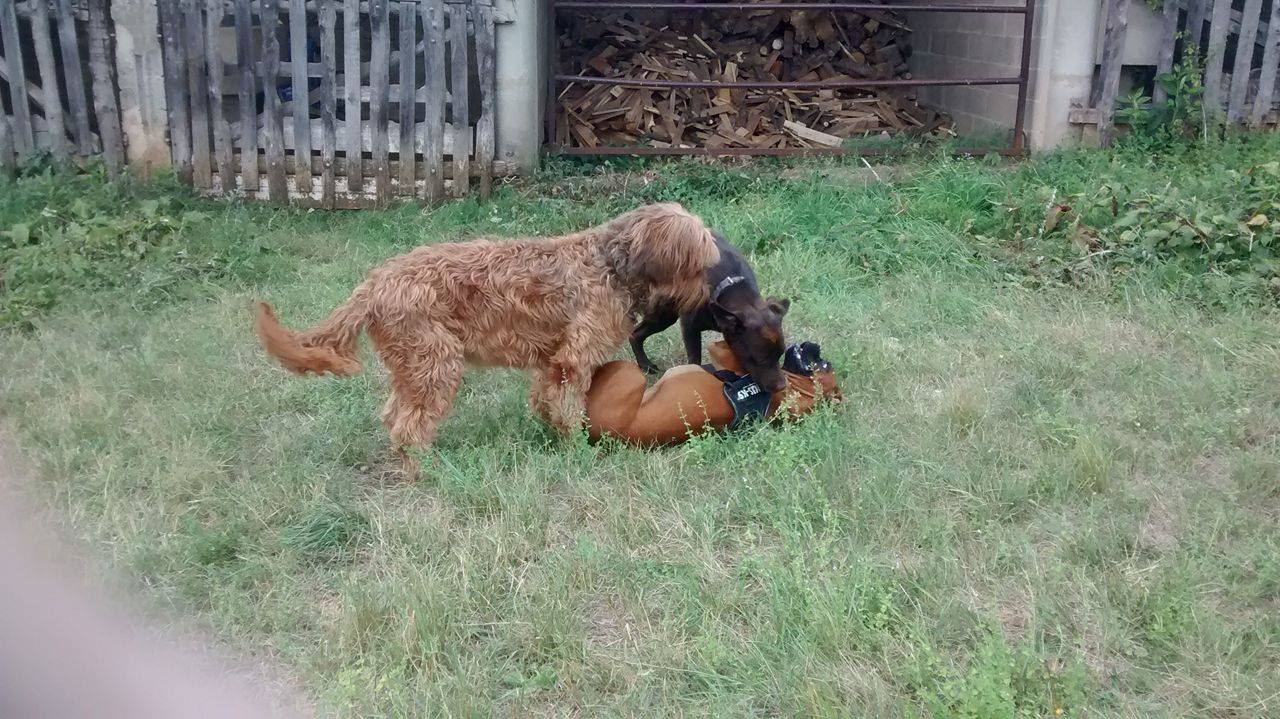 Club canin d'Etoile (14)