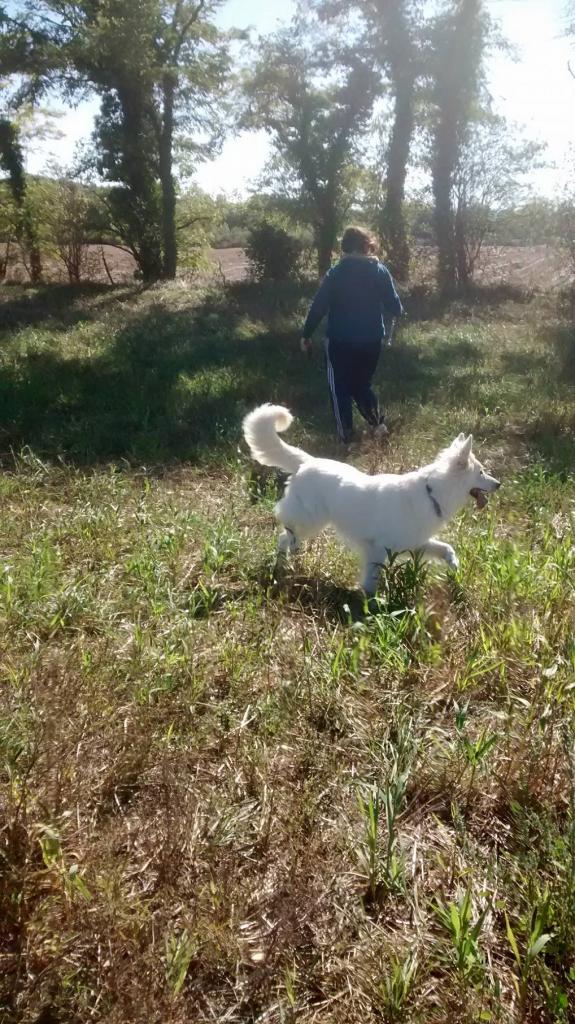 Club canin d'Etoile (19)