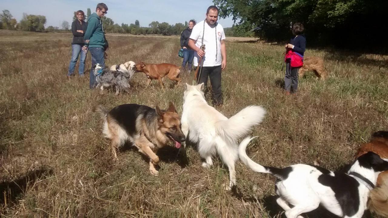 Club canin d'Etoile (29)