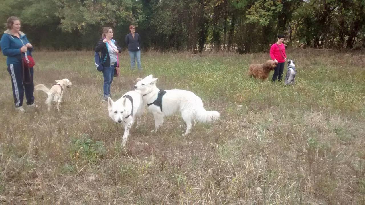 Club canin d'Etoile (30)