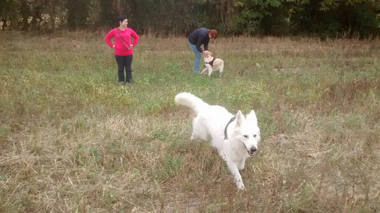 Club canin d'Etoile (32)
