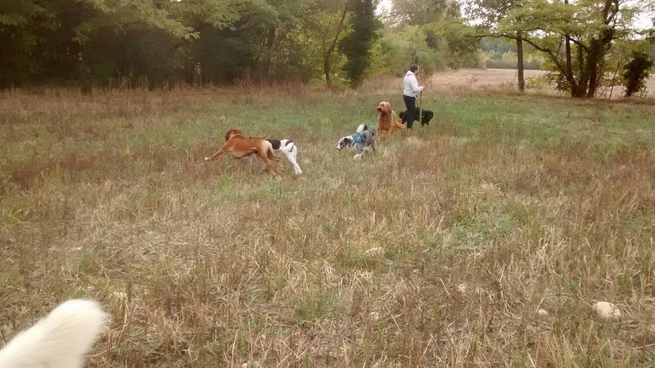 Club canin d'Etoile (33)
