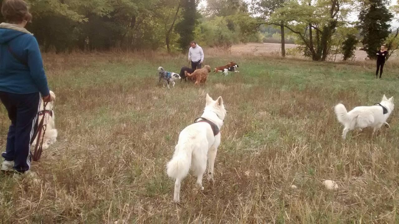Club canin d'Etoile (34)