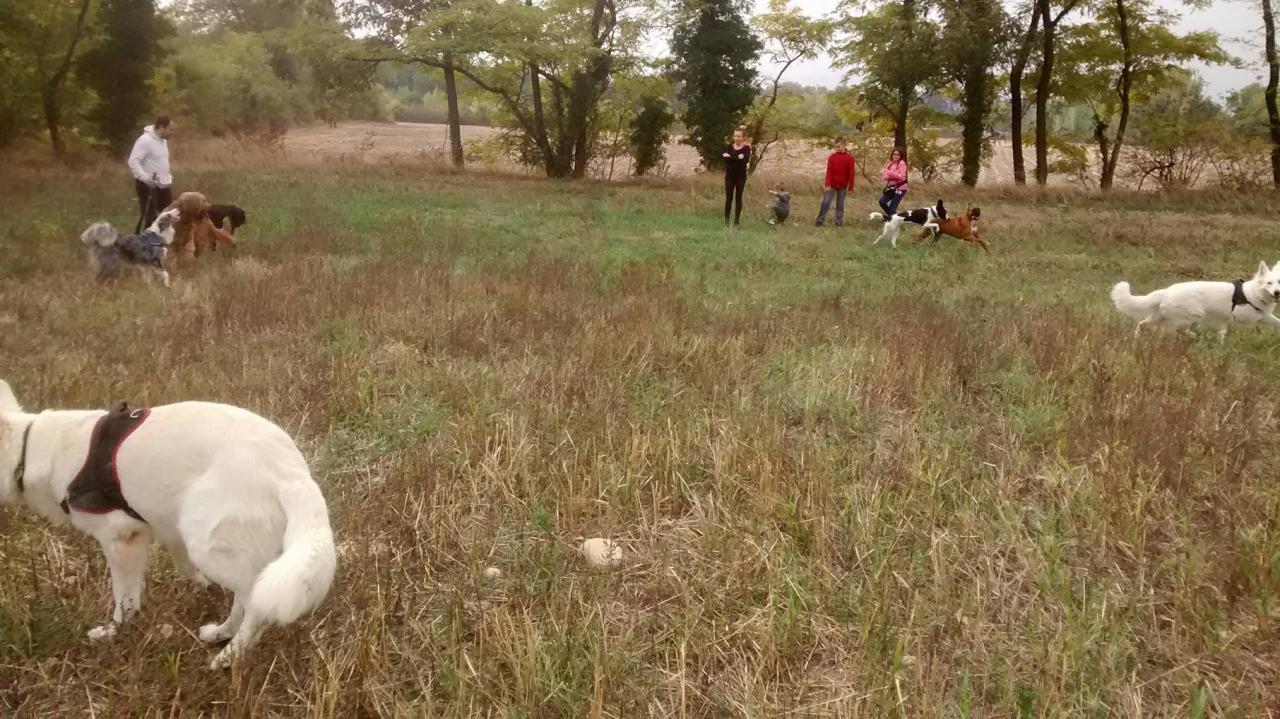 Club canin d'Etoile (35)