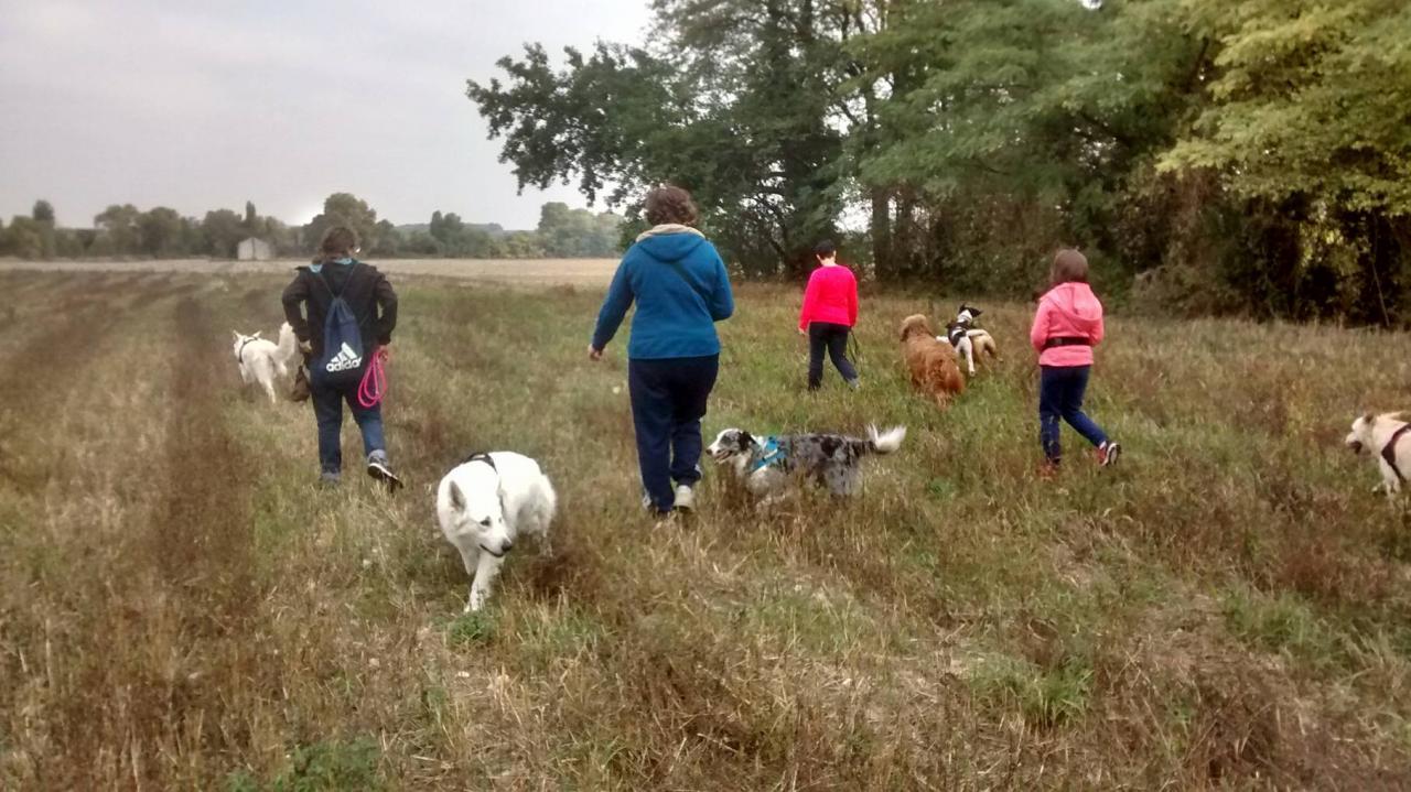 Club canin d'Etoile (36)