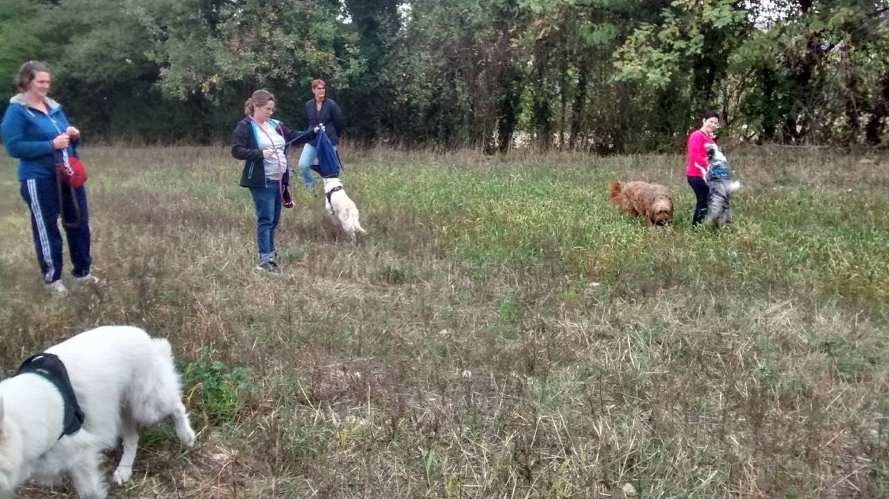 Club canin d'Etoile (37)