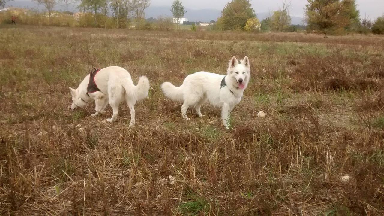 Club canin d'Etoile (39)
