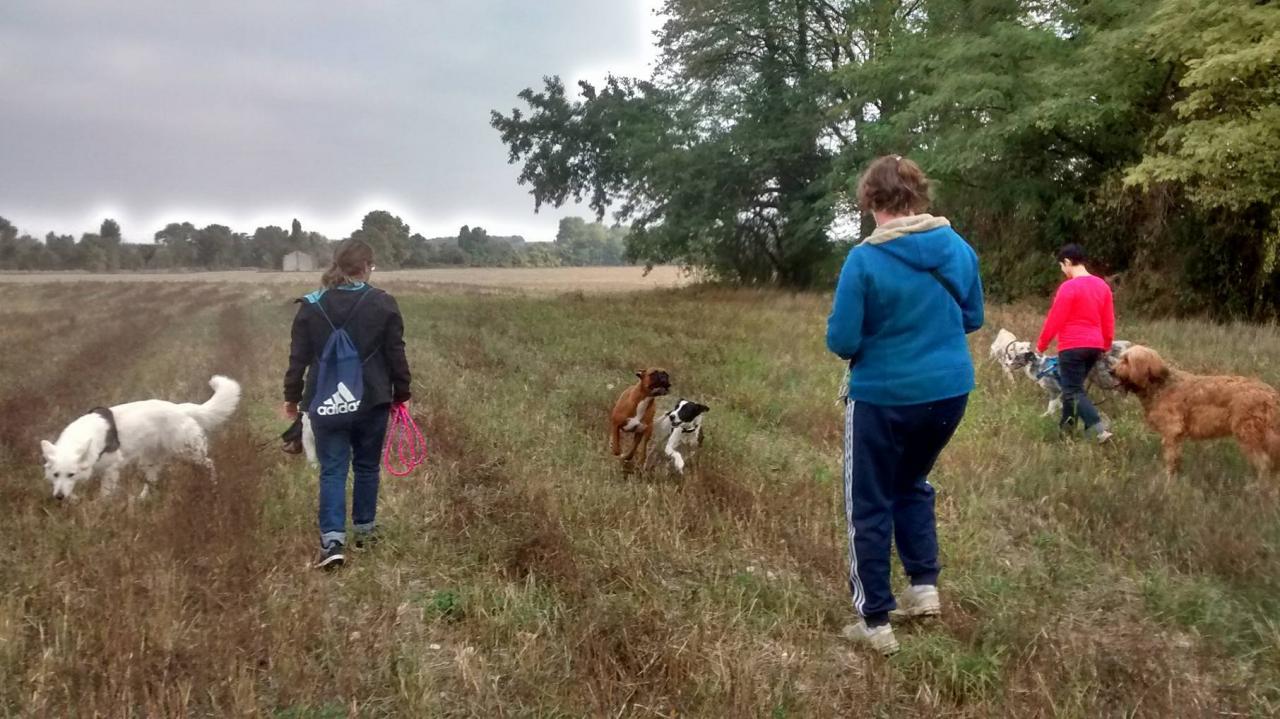 Club canin d'Etoile (40)