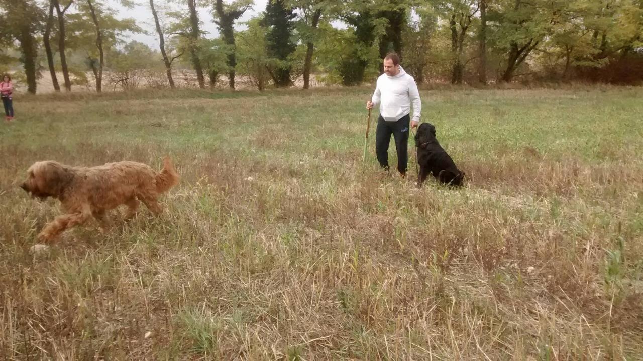 Club canin d'Etoile (41)
