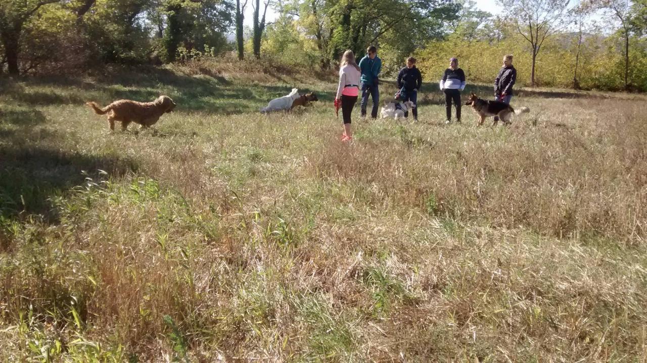 Club canin d'Etoile (43)