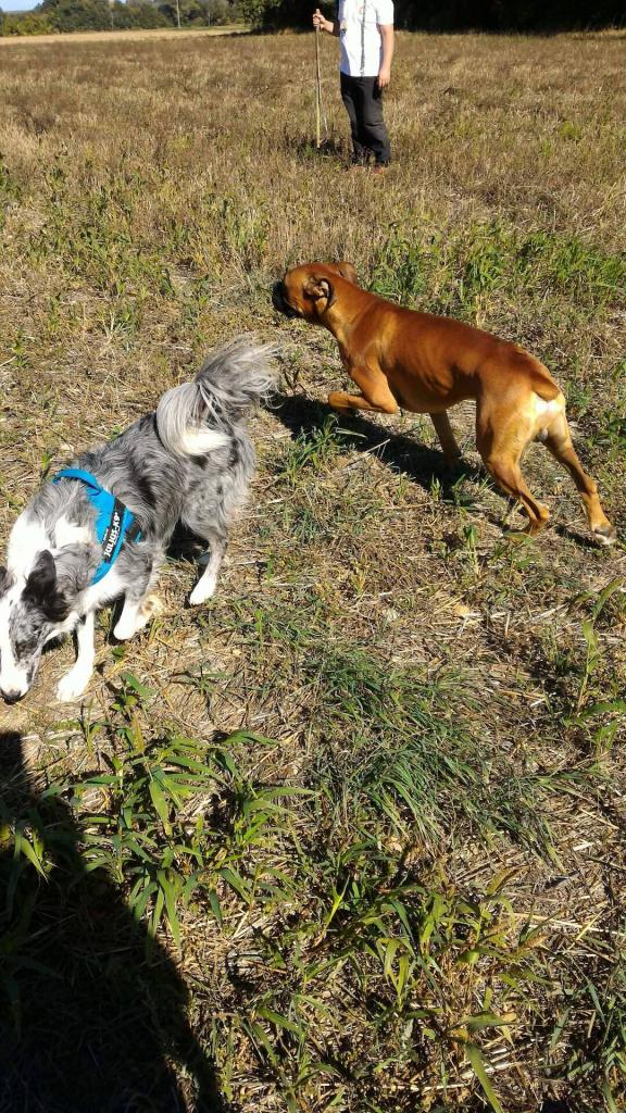 Club canin d'Etoile (46)