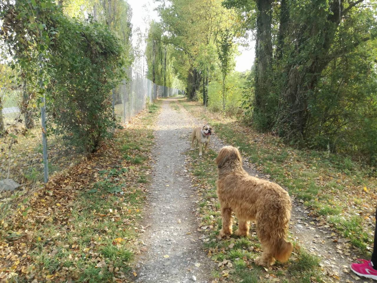 Club canin d'Etoile 49