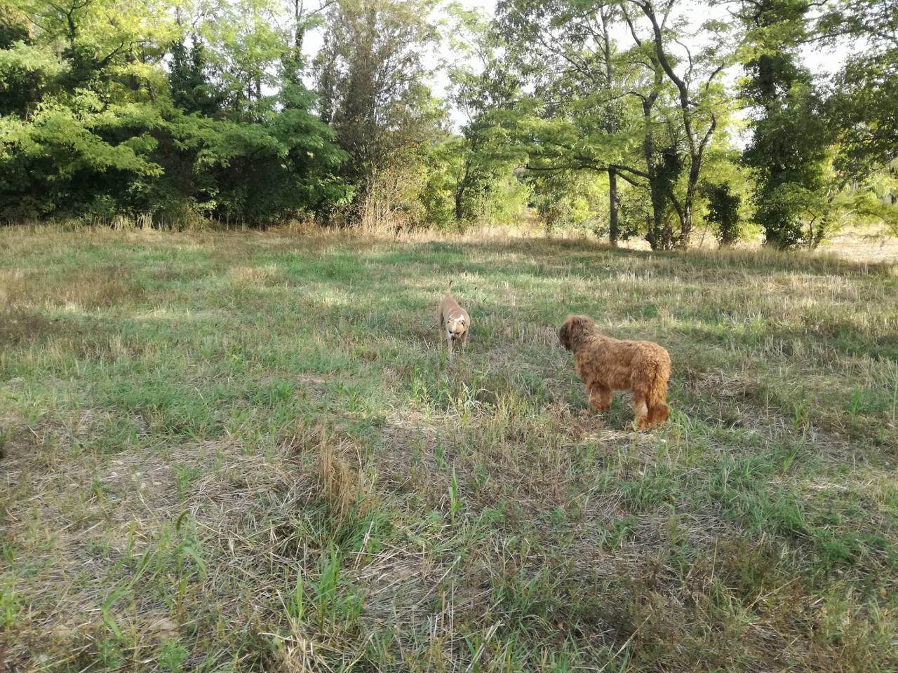 Club canin d'Etoile 54