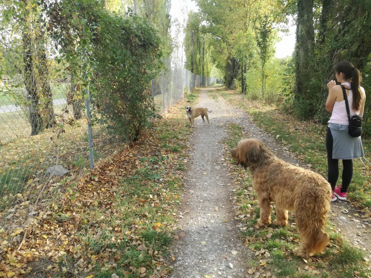 Club canin d'Etoile 55