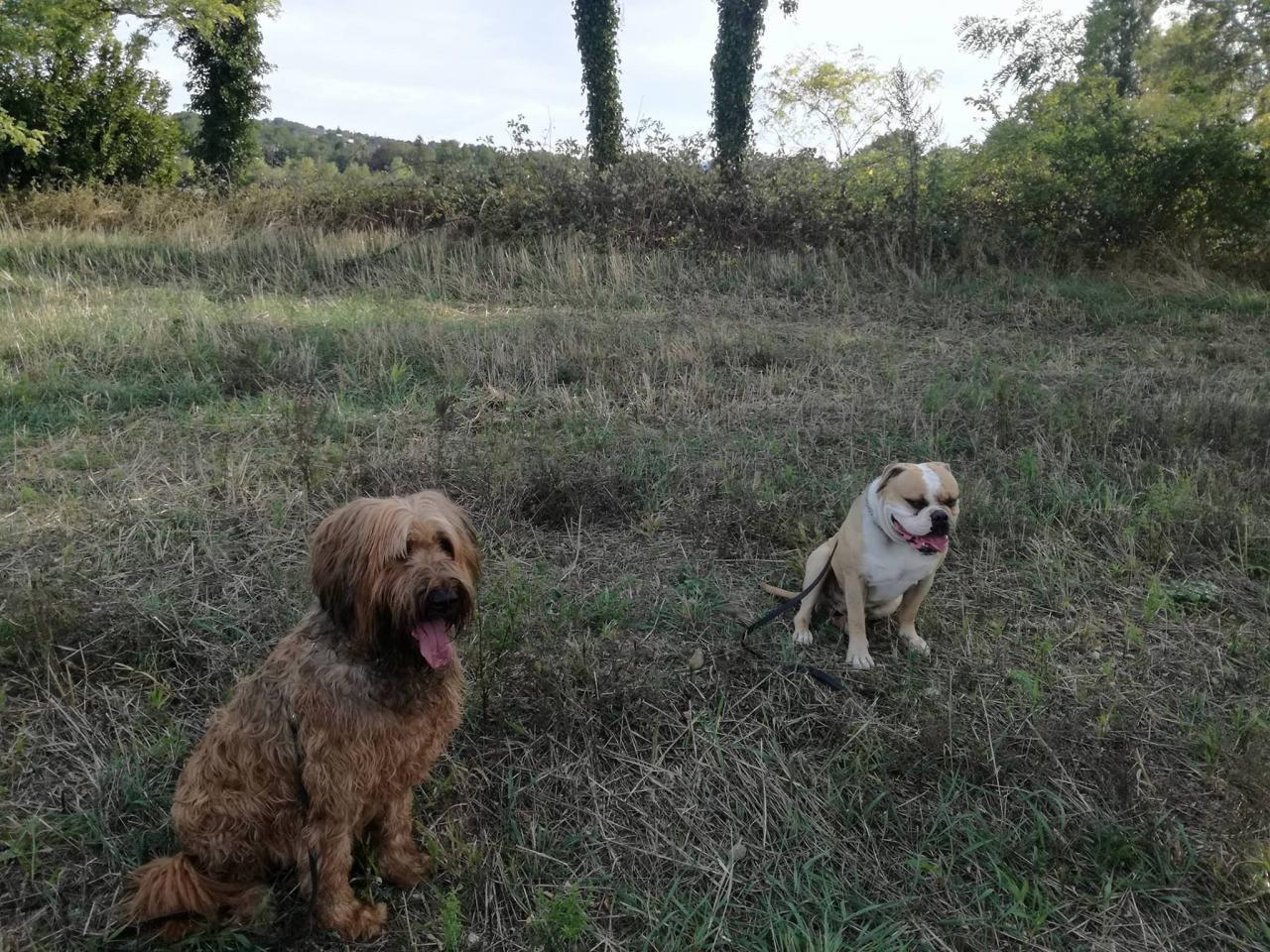 Club canin d'Etoile 57