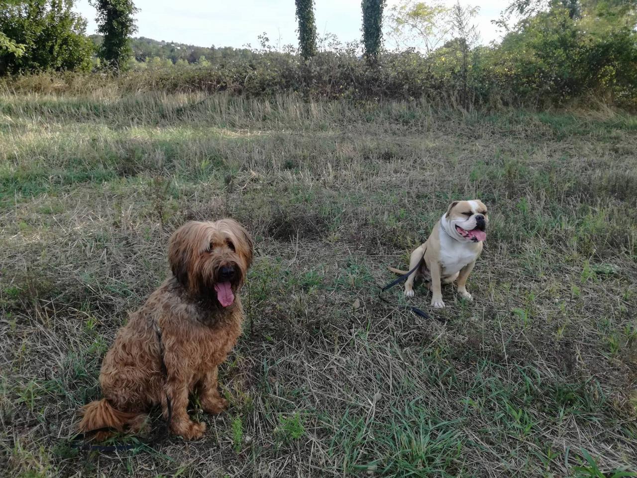 Club canin d'Etoile 60