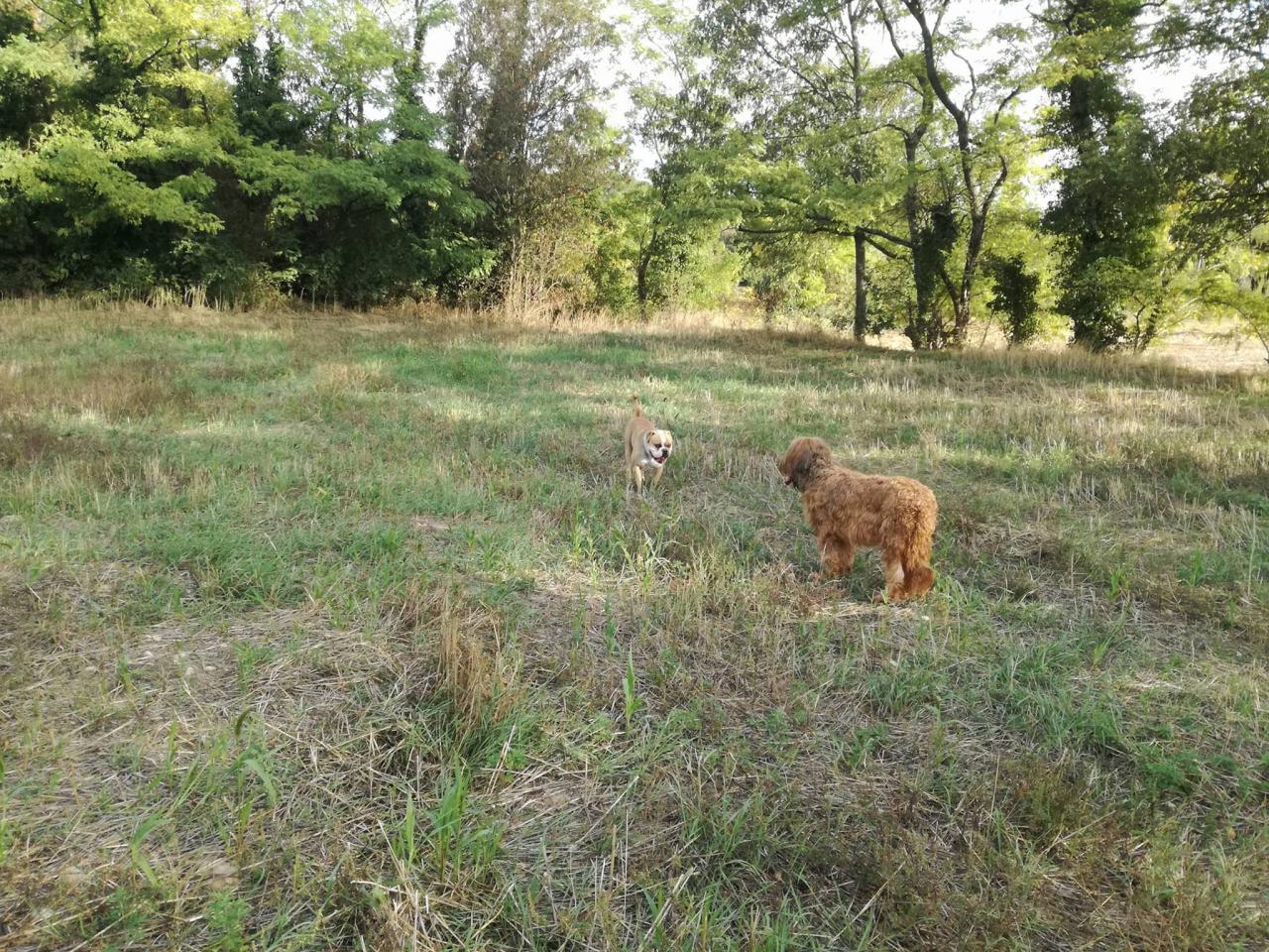 Club canin d'Etoile 61